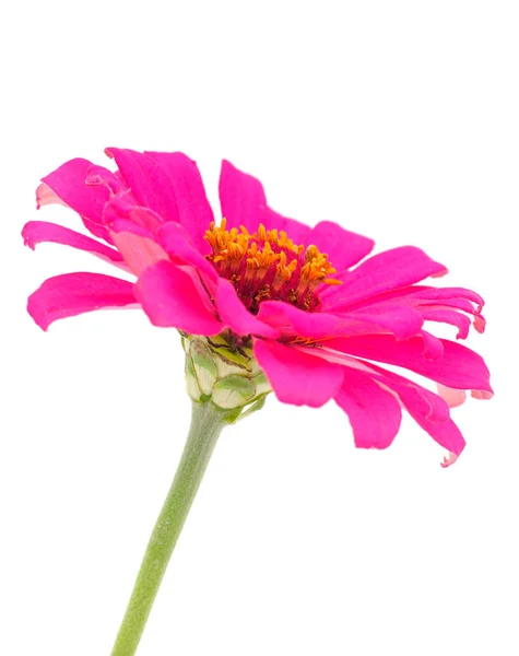 Gyönyörű Rózsaszín Virág Zinnia Elszigetelt Fehér Háttér — Stock Fotó