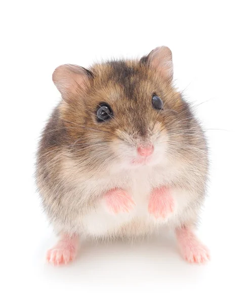 Dwerggrijze Hamster Geïsoleerd Witte Achtergrond — Stockfoto