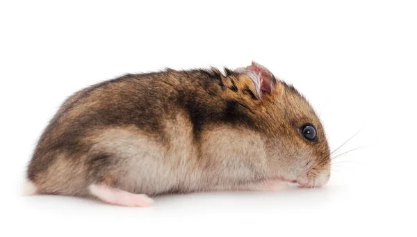 Dwerggrijze Hamster Geïsoleerd Witte Achtergrond — Stockfoto