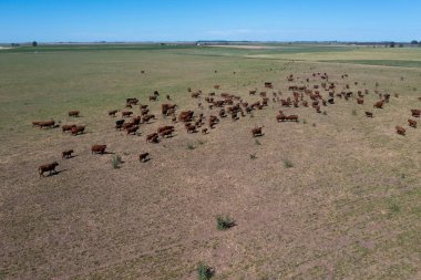 İhracat için bir öküz sürüsünün havadan görünüşü, Arjantin kırsalında doğal çayırlarda yetişen sığırlar..