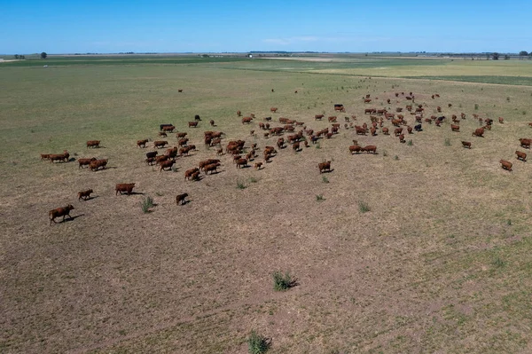İhracat için bir öküz sürüsünün havadan görünüşü, Arjantin kırsalında doğal çayırlarda yetişen sığırlar..