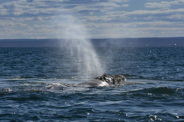 Baleine Noire Sohutern Respirant Surface Valdes Péninsule Patrimoine Mondial Unesco — Photo