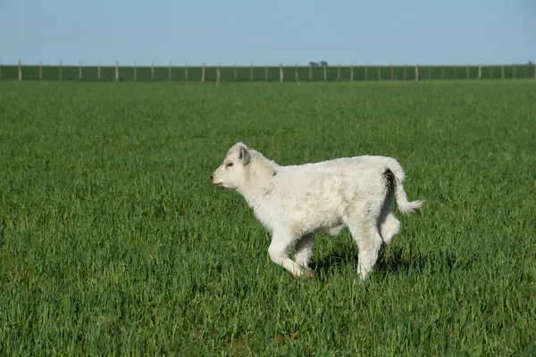 Bezerro Espinheiro Branco Campo Argentino Província Pampa Patagônia Argentina — Fotografia de Stock