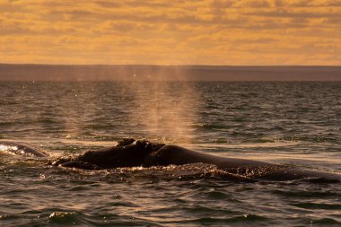 Sohutern sağ balina yüzeyde nefes alıyor, Peninsula Valdes, Unesco Dünya Mirası Bölgesi, Patagonya, Arjantin