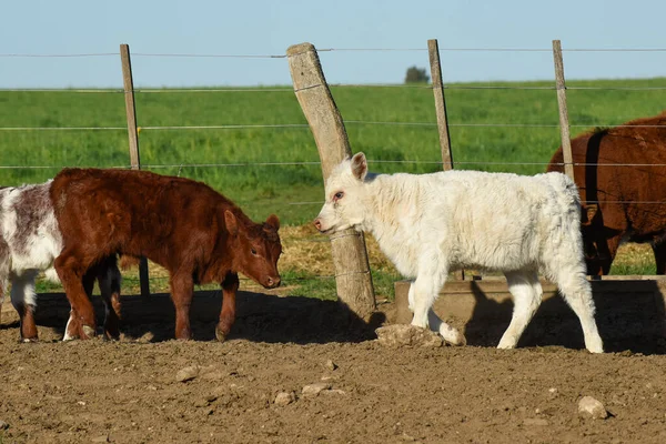 ขาว Shorthorn ในชนบทอาร เจนต งหว ดลาแพมปา ปาตาโกเน อาร เจนต — ภาพถ่ายสต็อก