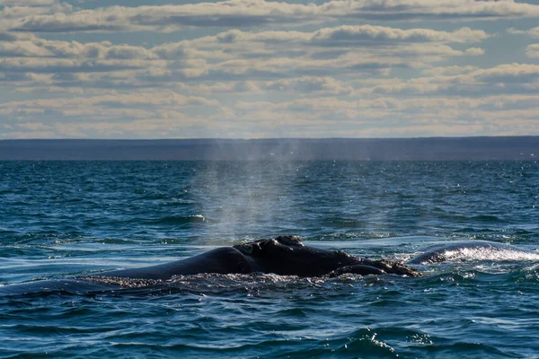 Baleine Noire Sohutern Respirant Surface Valdes Péninsule Patrimoine Mondial Unesco — Photo