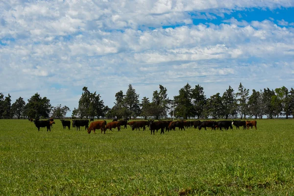 Chov Dobytka Přírodními Pastvinami Přírodě Pampas Provincie Pampa Patagonie Argentina — Stock fotografie