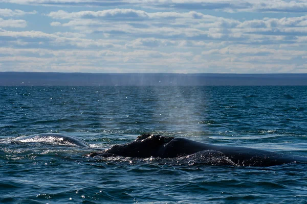 海面の右側のクジラの呼吸 半島の谷 ユネスコ世界遺産 パタゴニア アルゼンチン — ストック写真