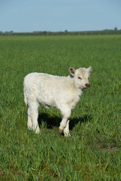 Bezerro Espinheiro Branco Campo Argentino Província Pampa Patagônia Argentina — Fotografia de Stock