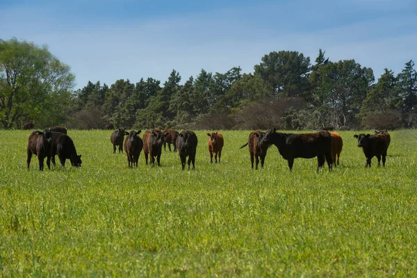 Pampas Kırsalında Doğal Çayırlarda Sığır Yetiştirme Pampa Eyaleti Patagonya Arjantin — Stok fotoğraf