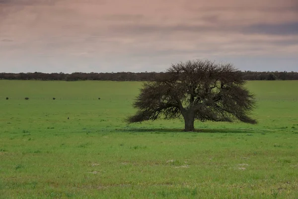 Paisagem Florestal Calda Província Pampa Patagônia Argentina — Fotografia de Stock