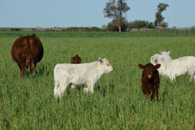 Beyaz Shorthorn yavrusu, Arjantin kırsalında, La Pampa vilayeti, Patagonya, Arjantin.