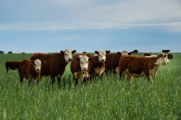 Rinderzucht Auf Natürlichem Weideland Der Landschaft Der Pampa Provinz Pampa — Stockfoto