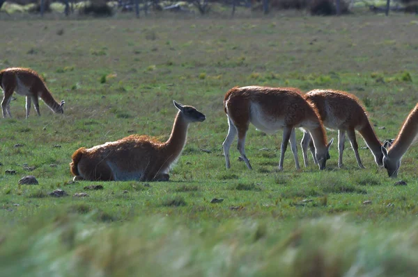 팜파스 목초지 환경에서 아르헨티나 파타고니아의 — 스톡 사진