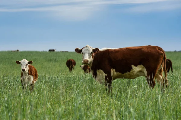 Rinderzucht Auf Natürlichem Weideland Der Landschaft Der Pampa Provinz Pampa — Stockfoto