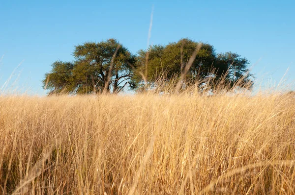 Calden Tree Landscape Pampa Province Patagonia Argentina — Fotografia de Stock