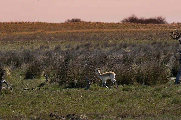 Samiec Blackbuck Antelope Pampas Plain Environment Prowincja Pampa Argentyna — Zdjęcie stockowe