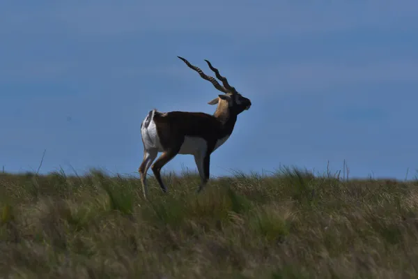 阿根廷La Pampa省Pampas平原环境中的男性Blackbuck Antelope — 图库照片