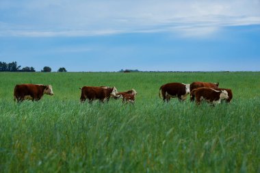 Pampas kırsalında doğal çayırlarda sığır yetiştirme, La Pampa Eyaleti, Patagonya, Arjantin.