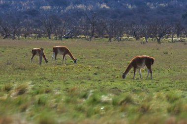 Lama hayvanı, pampas otlağında, La Pampa ili, Patagonya, Arjantin