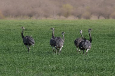 Büyük Rhea, Rhea americana, Pampas 'ta kırsal bölge, La Pampa, Brezilya.