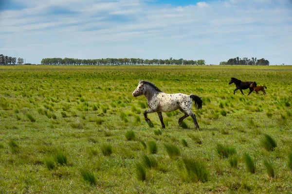 Rebanho Cavalos Campo Província Pampa Patagônia Argentina — Fotografia de Stock