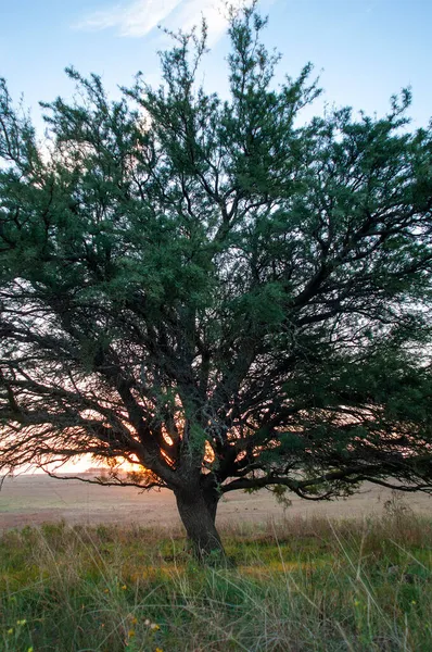 Calden Tree Landscape Pampa Province Patagonia Argentina — Fotografia de Stock