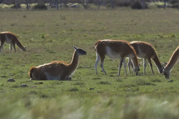 Lama Tier Der Pampa Graslandumgebung Provinz Pampa Patagonien Argentinien — Stockfoto