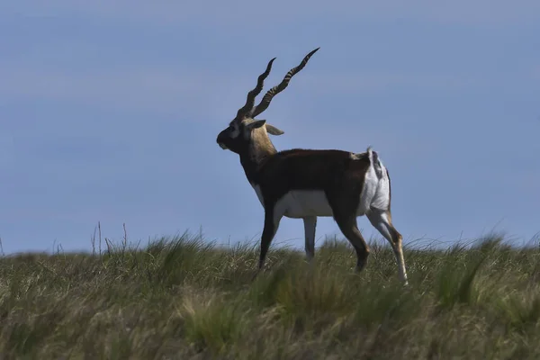 阿根廷La Pampa省Pampas平原环境中的男性Blackbuck Antelope — 图库照片