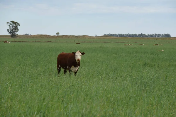 Criação Gado Com Pastagens Naturais Pampas Província Pampa Patagônia Argentina — Fotografia de Stock