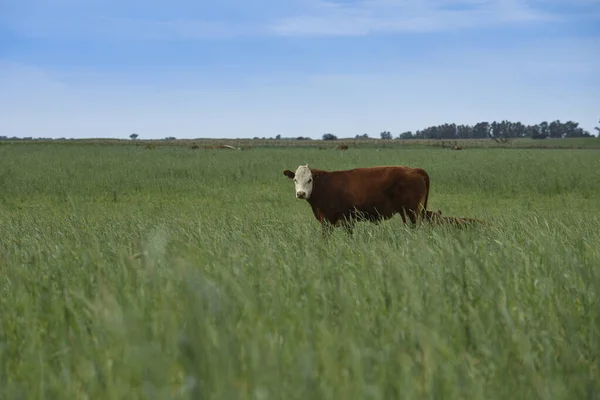 Criação Gado Com Pastagens Naturais Pampas Província Pampa Patagônia Argentina — Fotografia de Stock