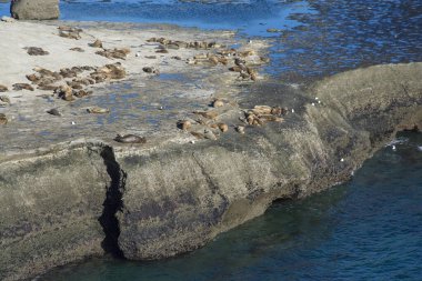 Deniz Aslanı Kolonisi, Yarımada Valdes, Unesco Dünya Mirası Bölgesi, Chubut Eyaleti, Patagonya, Arjantin.
