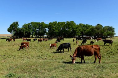 Arjantin kırsalında sığırlar, La Pampa Eyaleti, Arjantin.