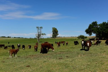 Arjantin kırsalında sığırlar, La Pampa Eyaleti, Arjantin.