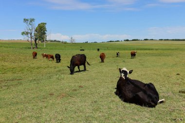 Arjantin kırsalında sığırlar, La Pampa Eyaleti, Arjantin.