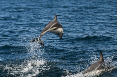 Karanlık yunus atlayışı, Yarımada Valdes, Unesco Dünya Mirası Alanı, Patagonya, Arjantin.