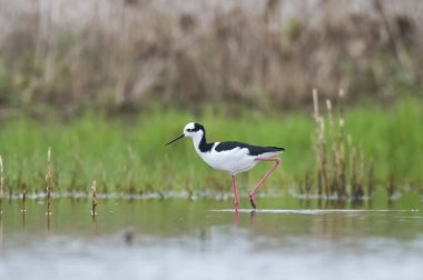 Siyah boyunlu Stilt, La Pampa Eyaleti, Patagonya, Arjantin