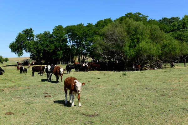Rinder Auf Dem Land Argentinien Provinz Pampa Argentinien — Stockfoto
