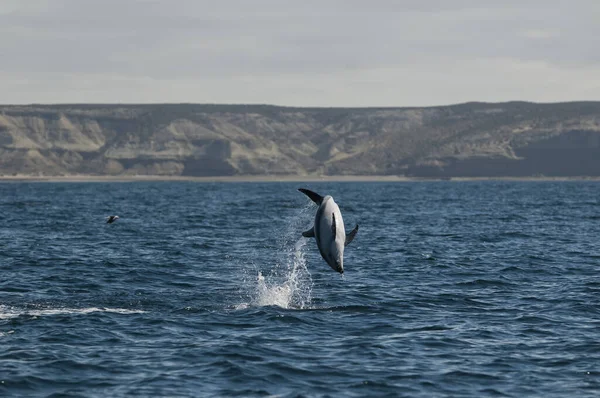 Dusky Dolphin Jumping Peninsula Valdes Unesco World Heritage Site Patagonia — Stock Photo, Image