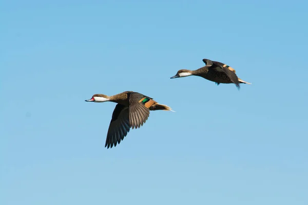 Pintail Faces Brancas Voo Província Pampa Patagônia Argentina — Fotografia de Stock