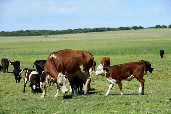 Bovino Campo Argentino Provincia Pampa Argentina —  Fotos de Stock