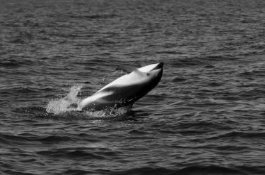 Karanlık yunus atlayışı, Yarımada Valdes, Unesco Dünya Mirası Alanı, Patagonya, Arjantin.