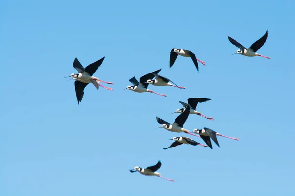 Stilt Pescoço Preto Himantopus Melanurus Pampa Argentina — Fotografia de Stock