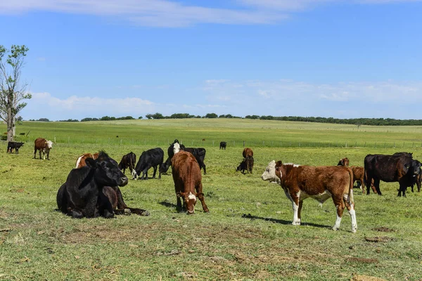 Arjantin kırsalında sığırlar, La Pampa Eyaleti, Arjantin.