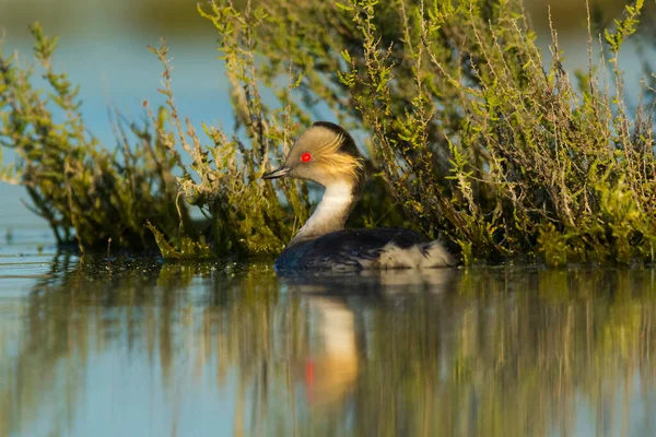 Pampas Lagoon 'daki Gümüş Grebe, La Pampa Eyaleti, Patagonya, Arjantin.