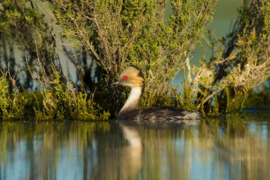 Pampas Lagoon 'daki Gümüş Grebe, La Pampa Eyaleti, Patagonya, Arjantin.