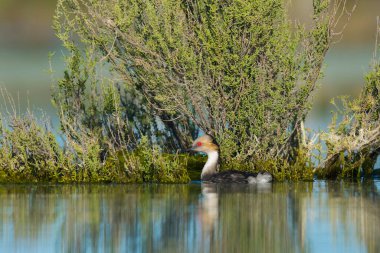 Pampas Lagoon 'daki Gümüş Grebe, La Pampa Eyaleti, Patagonya, Arjantin.