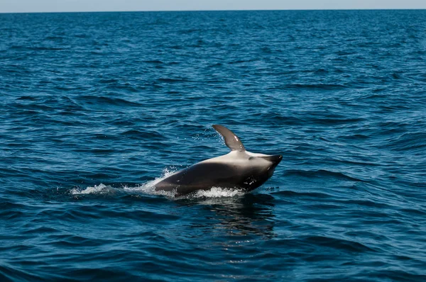 暗いイルカジャンプ 半島の谷 ユネスコ世界遺産 パタゴニア アルゼンチン — ストック写真