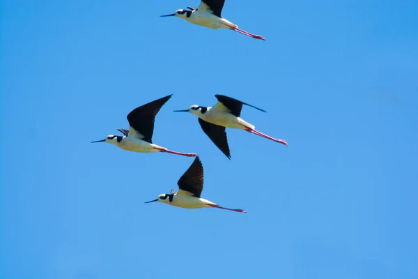 Stilt Pescoço Preto Himantopus Melanurus Pampa Argentina — Fotografia de Stock