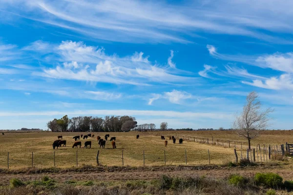 Cattle Herd Argentine Countryside Pampa Province Patagonia Argentina — Stock Photo, Image